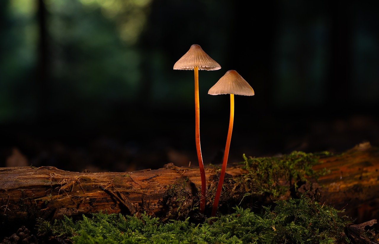 京东通信实名账号：实名制度下的网络艺术和创意产业