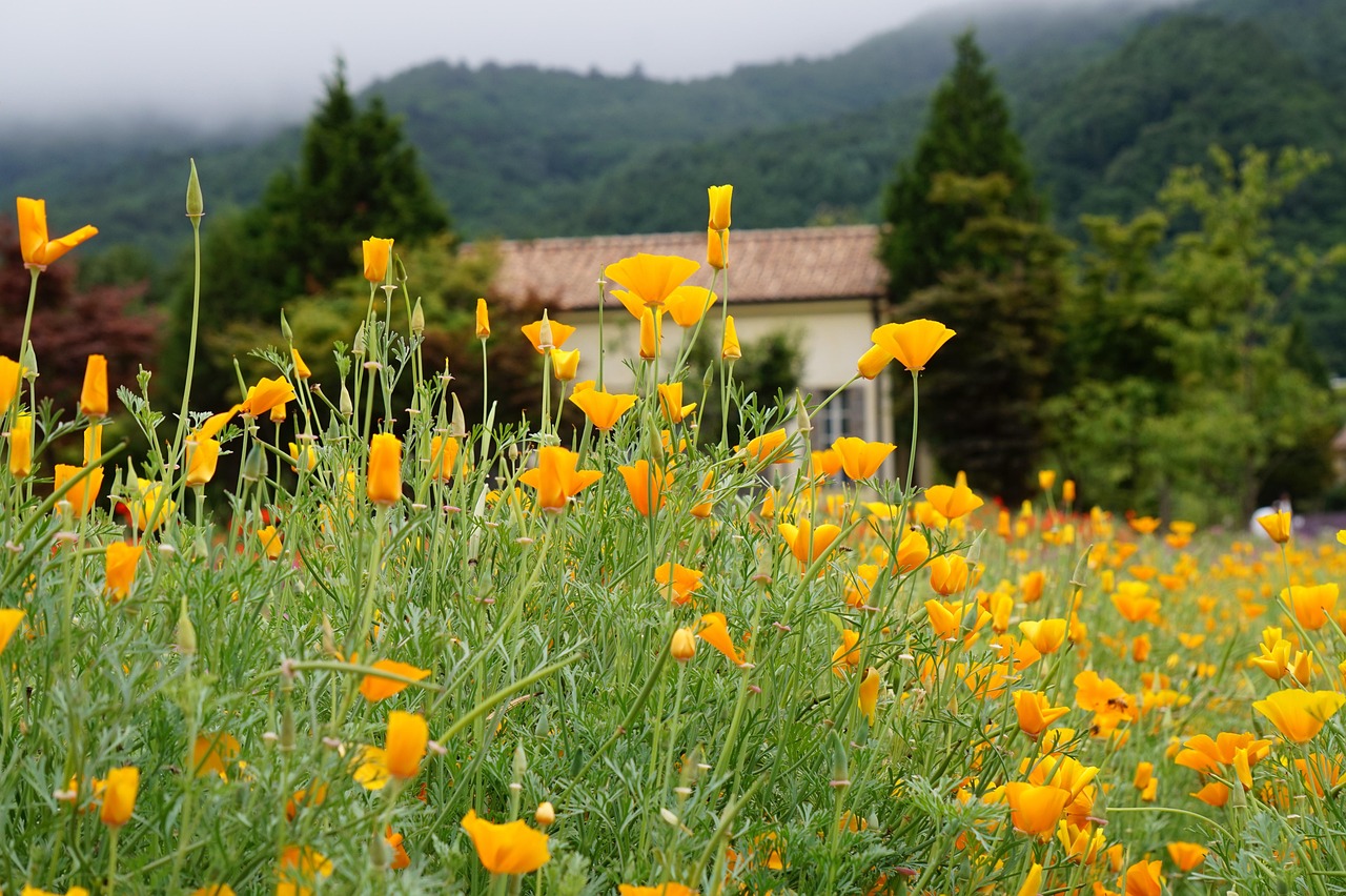 各种国外VX号：短信中的超文本链接-如何提供更多的信息